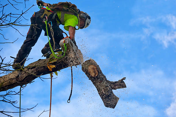 How Our Tree Care Process Works  in  Monroe, OH